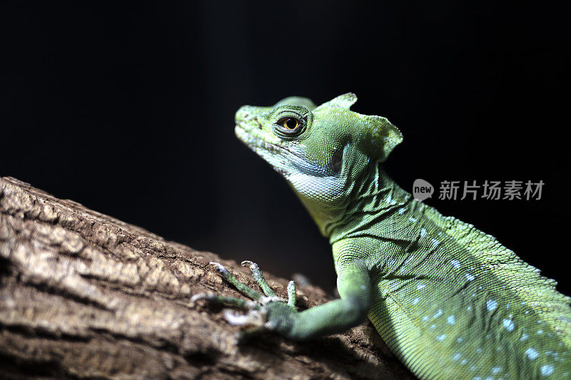 有羽毛的蛇怪通常也叫绿色蛇怪(Basiliscus plumifrons)